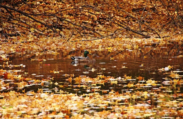 Autumns Mallards by Deb Oppermann